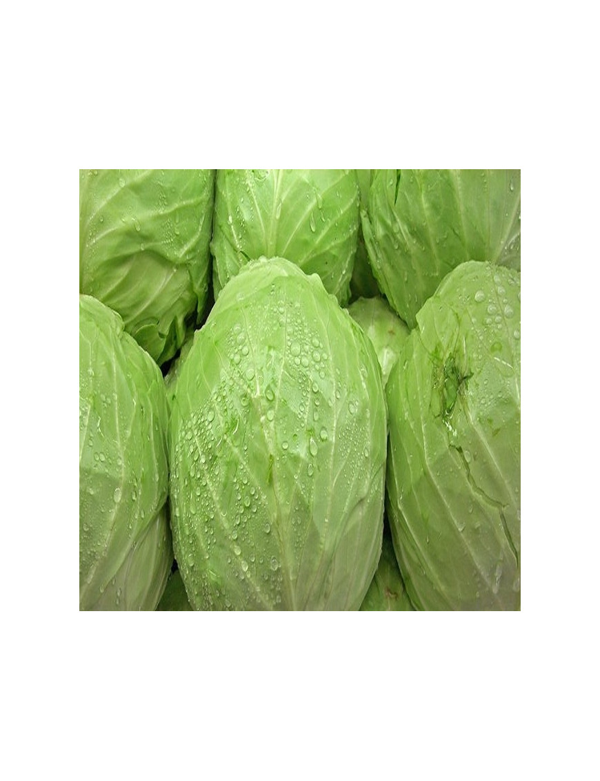 CABBAGE(Green)