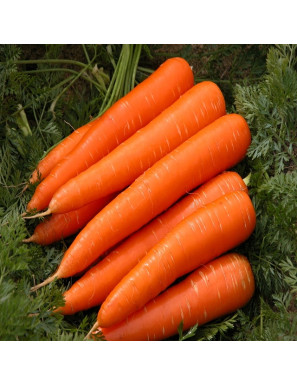 CARROTS pack