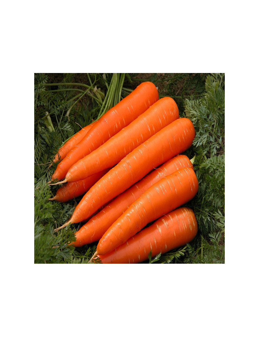 CARROTS pack