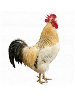 Local Chicken Cock Live