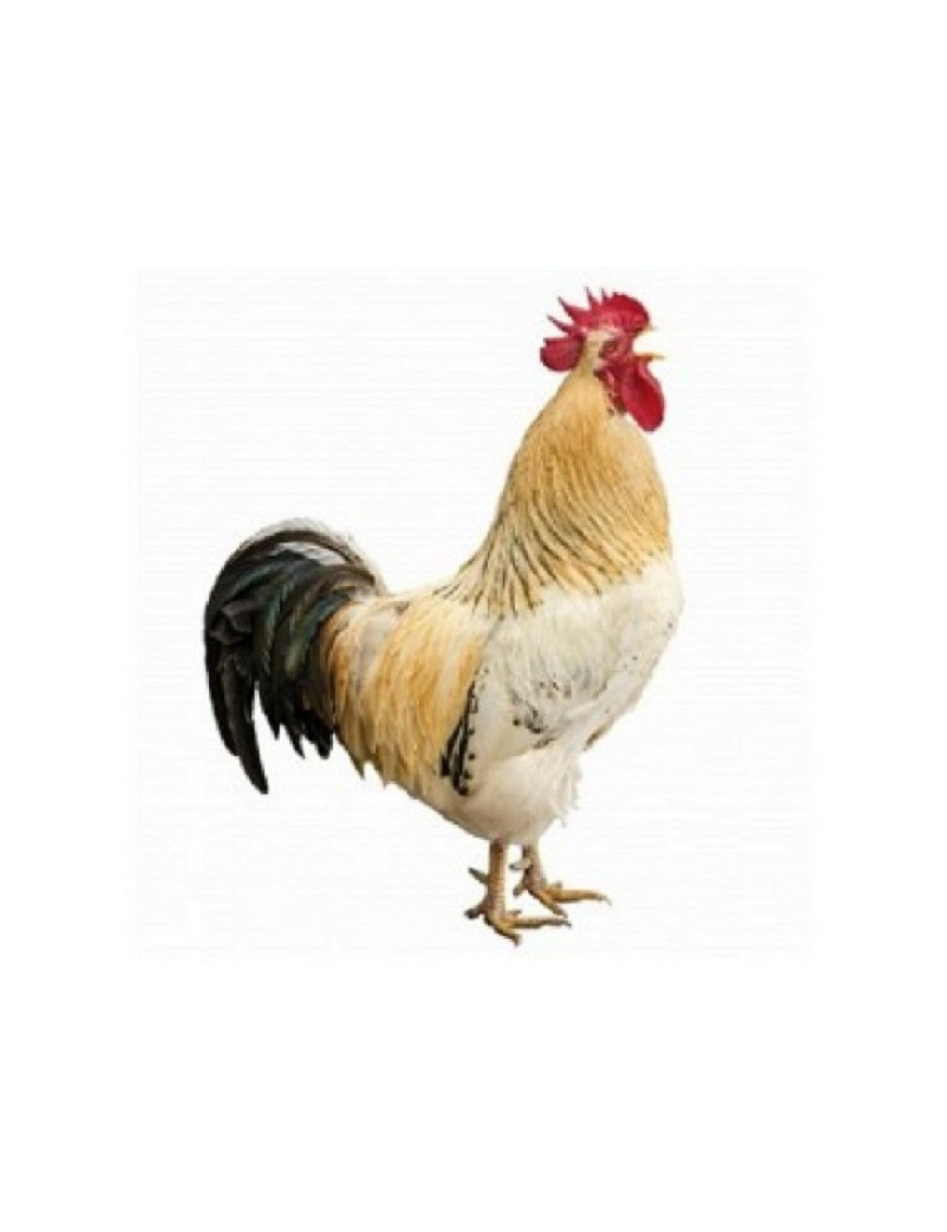 Local Chicken Cock Live