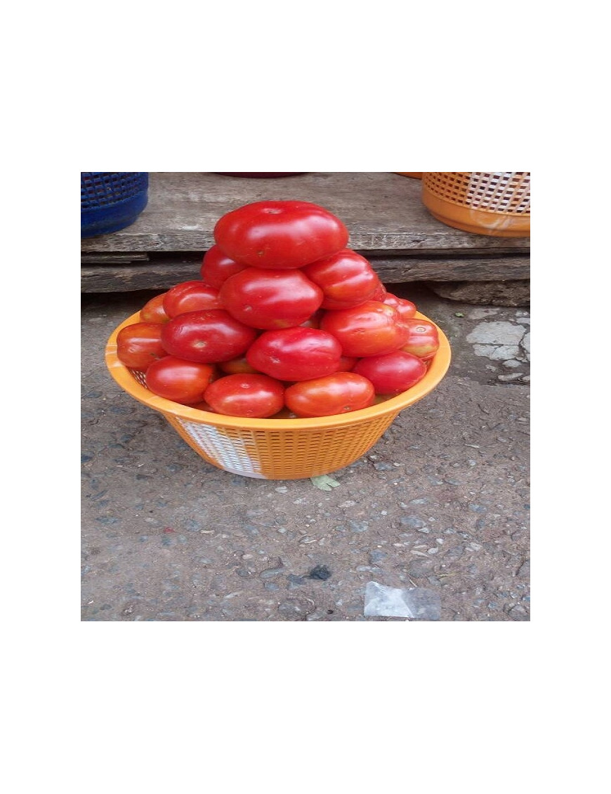 Fresh Plum Tomatoes (waste basket)