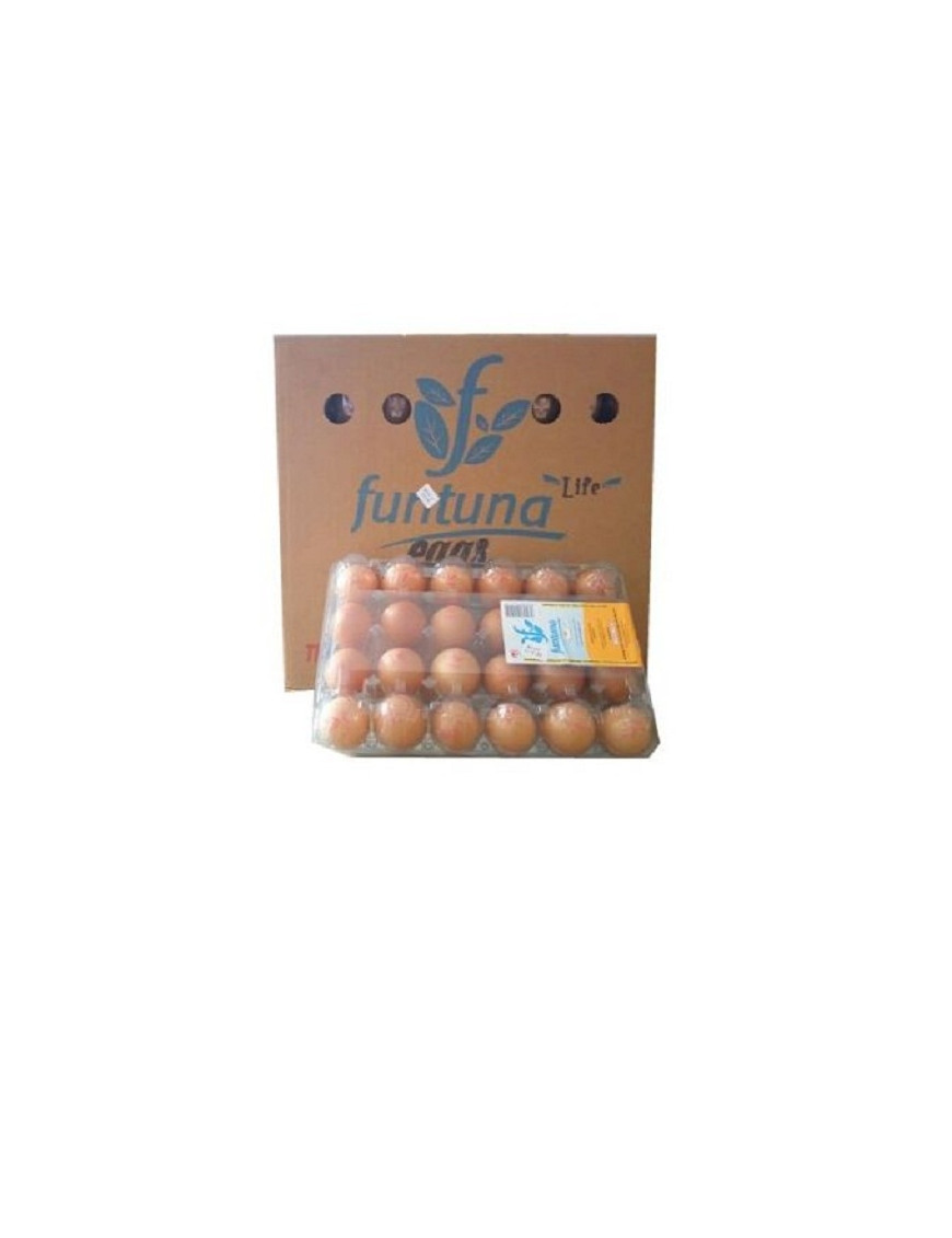Funtuna Egg (Pack of 24)
