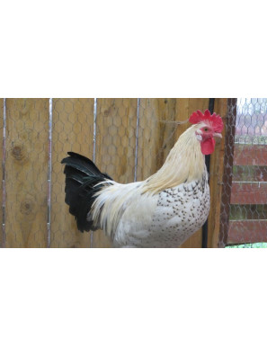 Local Chicken Cock ( Medium)