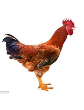 Local Chicken Cock ( Small)