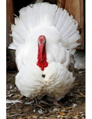 Local Male turkey Turkey