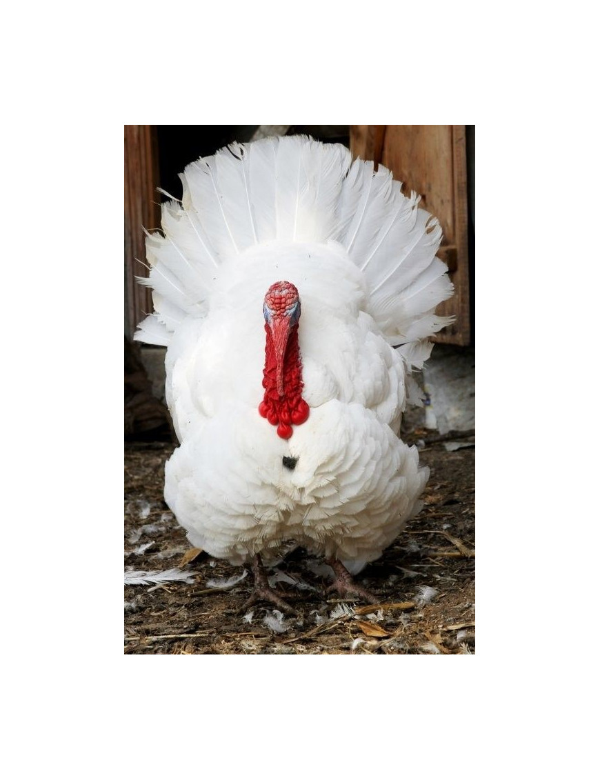 Local Male turkey Turkey